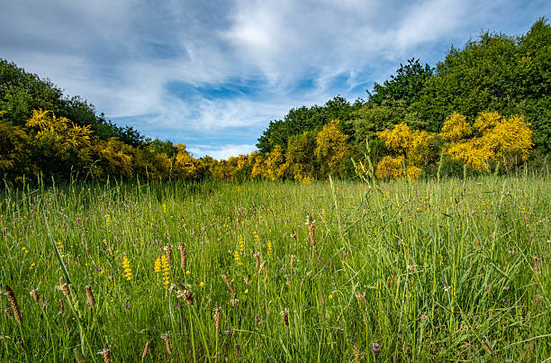 istock Green Field with Trees and Blue Sky 2224389654