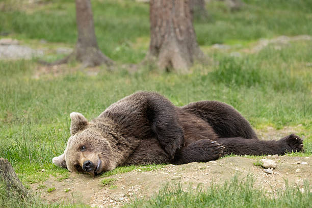 istock Wild Eurasian Brown Bear, Ursus arctos arctos, lying down : Finland 2224389730