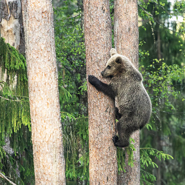 A captivating image of an adult Asiatic black bear in its natural habitat.  The bear is seen walking on a stone surface, partially shadowed by the natural wooden structure that seems to create a cave-like area. The sunlight highlights the bear's fur and the environment.  The image showcases the beauty and vulnerability of wildlife in its natural setting, highlighting the importance of conservation efforts.