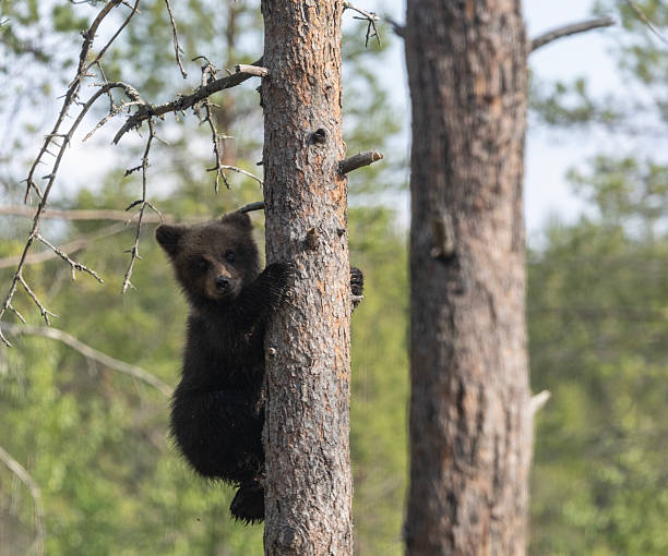 istock Wild Brown bear cub, Ursus arctos arctos, climbing tree 2224389733