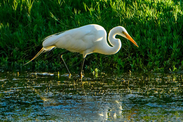 Great egret (Ardea alba) standing in shoreline creek foraging for any fingerling swimming in creek\n\nTaken at Natural Bridges State Park, California, USA
