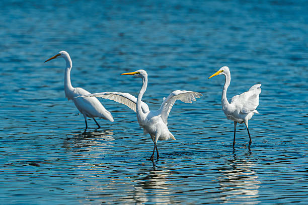 istock Great Egrets Foraging for Fish in Coastal Lagoon 2224390087