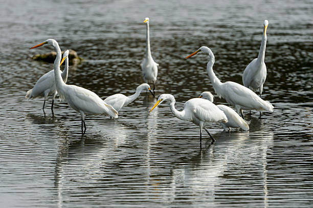 istock Great Egrets Foraging for Fish in Coastal Lagoon 2224390091