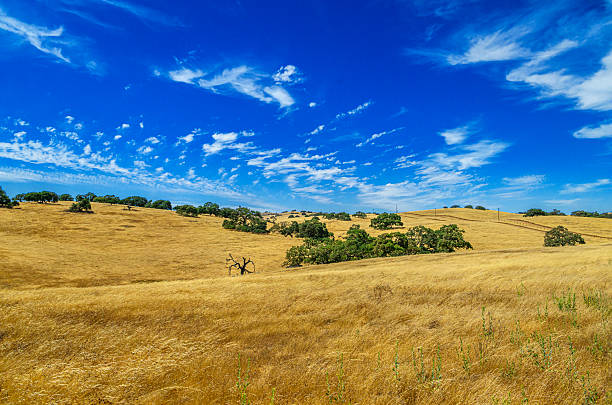 Summertime view of California oak trees growing on the rolling foothills of the California coast range.  The grasses have turned golden color, after the spring rains have subsided for the season.