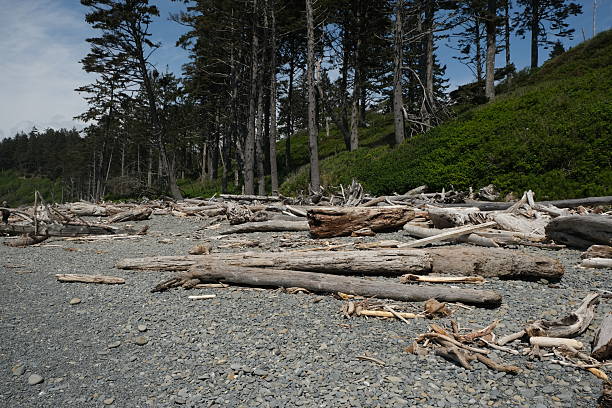 Olympic National Park, Washington State which includes Hoh Rainforest, Rialto Beach and Ruby Beach.  Scenes include lots of green trees and moss, streams, ponds, rivers, Pacific Ocean and sand and rocks.  No people or incidental people on the beach.