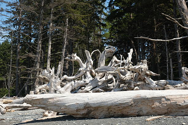 istock Olympic National Park, Washington State 2224391484