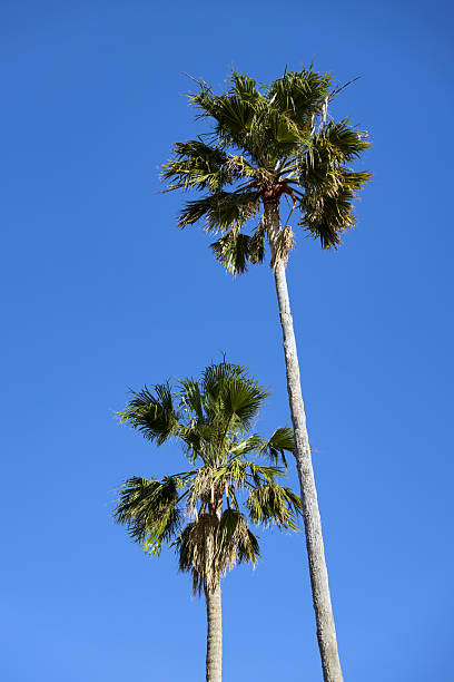 istock Huge palm trees  swaying in a windy blue sky. 2224393136
