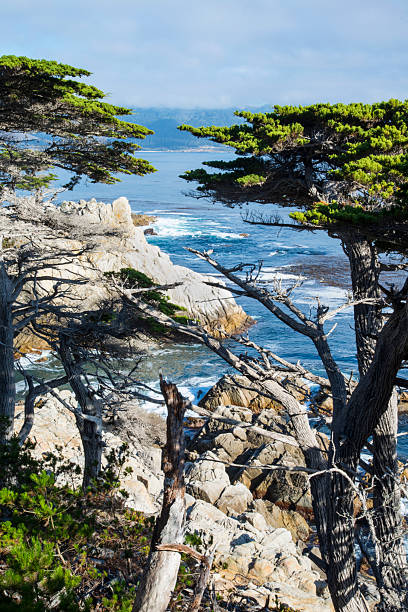 Scenic view of Pacific Ocean from pulloff on 17 Mile Drive.