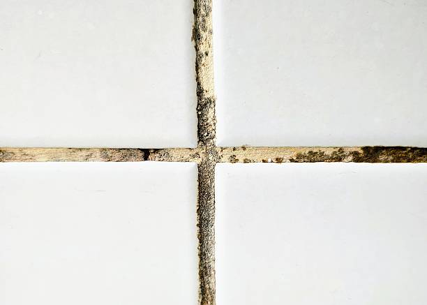 Moldy grout on bathroom tiles.