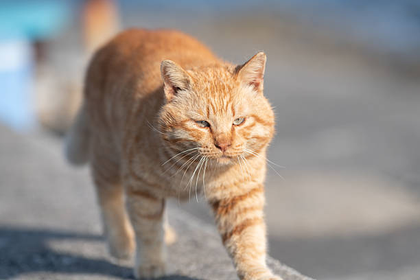 istock Cute cat walking on the embankment 2224398556