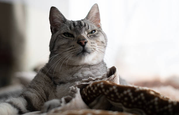 istock Cute cat relaxing by the window 2224398654