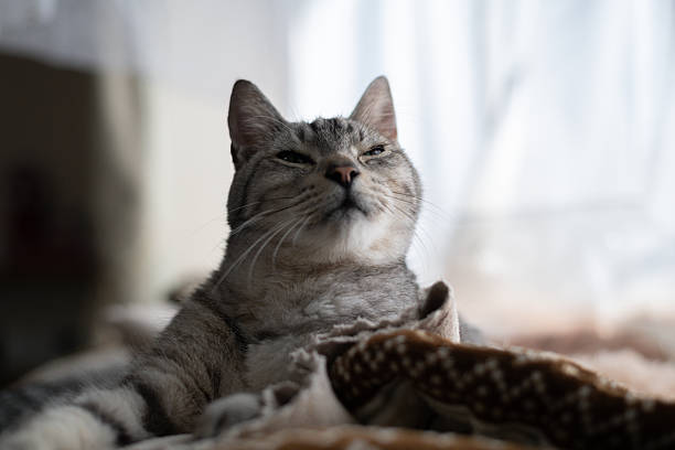 Cute cat relaxing by the window
