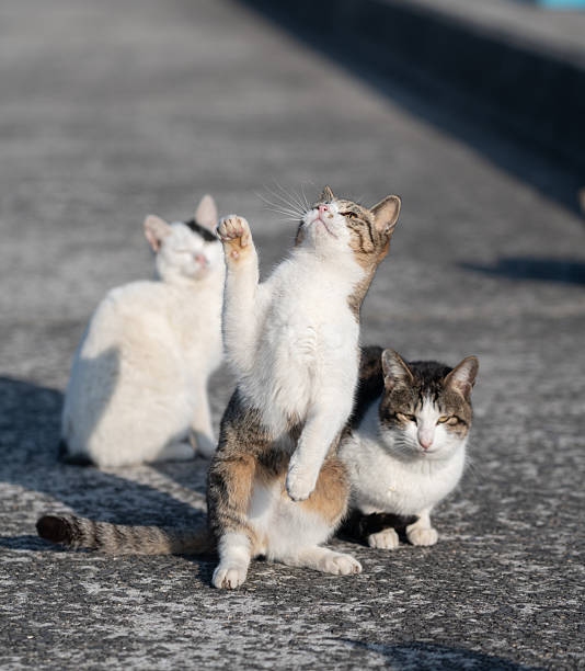 istock Cute cat standing up and reaching out 2224398876