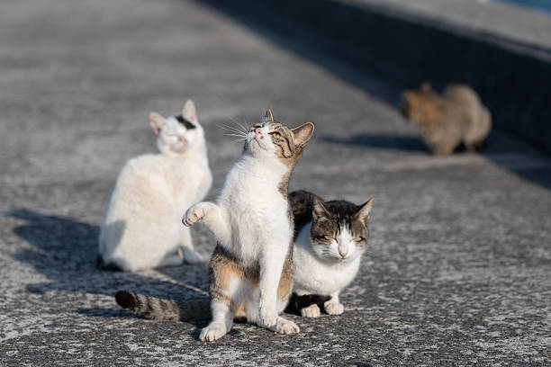 Cute cat standing up and reaching out