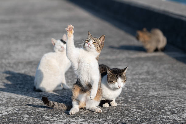 istock Cute cat standing up and reaching out 2224398892