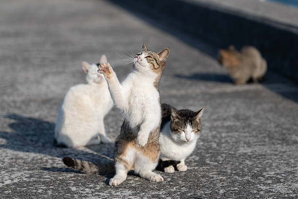 istock Cute cat standing up and reaching out 2224398895