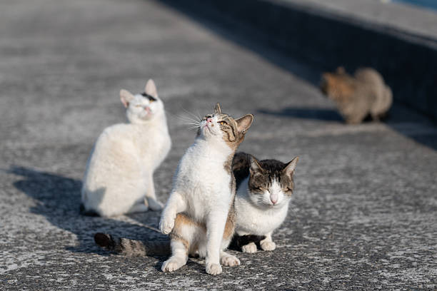 istock Cute cat standing up and reaching out 2224398900