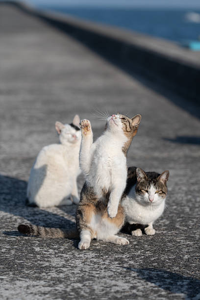 istock Cute cat standing up and reaching out 2224398905