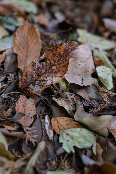 istock In the forest where fallen leaves spread 2224399247