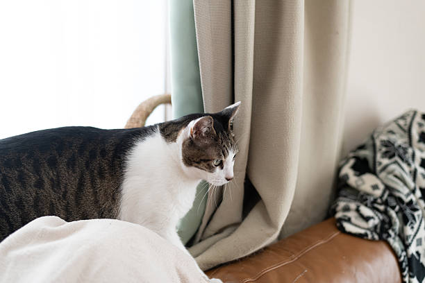 istock Cute cat relaxing by the window 2224399393