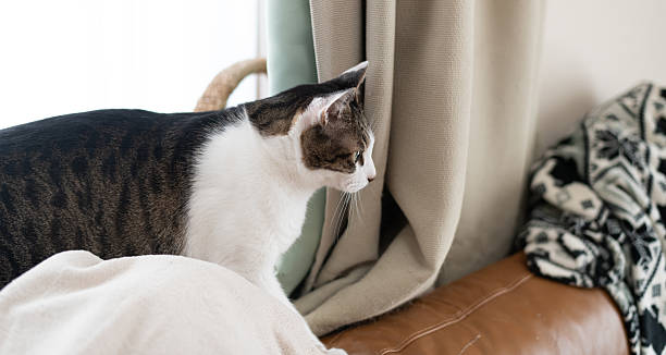 istock Cute cat relaxing by the window 2224399423