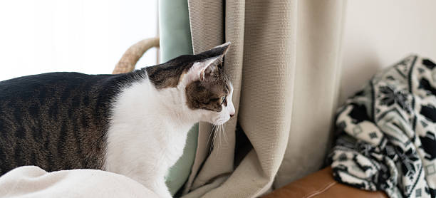 istock Cute cat relaxing by the window 2224399442