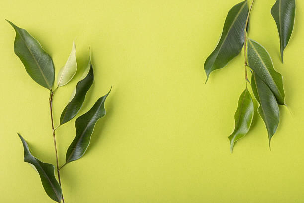 istock Fresh green natural ficus leaves flat lay background 2224401449