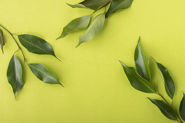 istock Fresh green natural ficus leaves flat lay background 2224401454