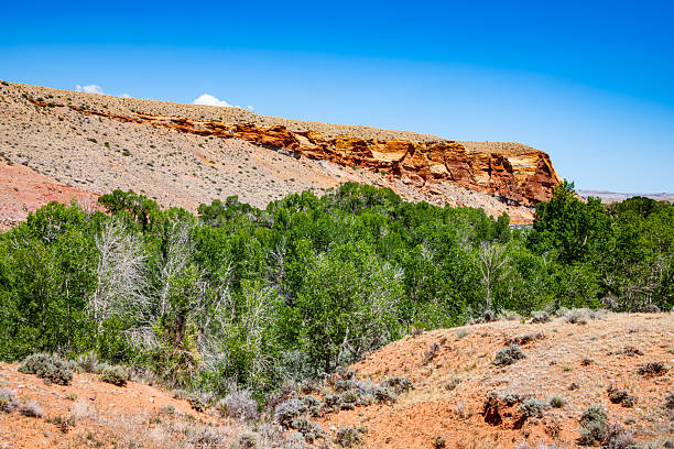 rock face with trees growing at the base