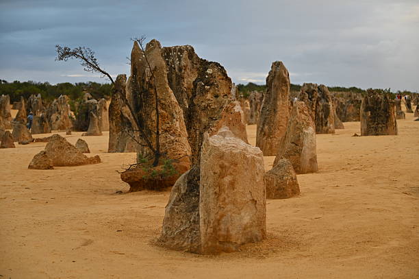 Nambung, Australia – June 2, 2025: The Pinnacles Desert of Western Australia, north of Perth