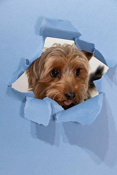 A small Yorkshire terrier with a curious expression is seen peeking through a hole in torn blue paper. The dog's playful demeanor adds charm to the bright, simple backdrop.