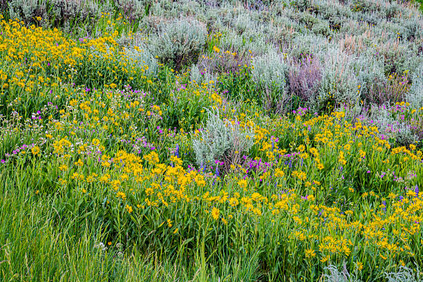 Hillside covered with wildflowers and sagebrush