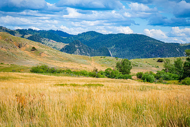 istock Wyoming mountain meadow 2224406653