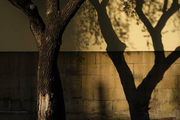 Tree trunk with it's shadow on the wall behind.