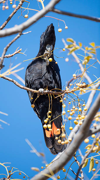 Red tailed black cockatoo.