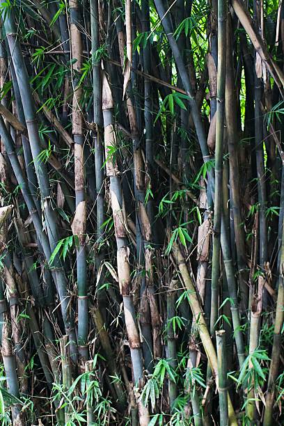istock Dense Bamboo Grove with Green Leaves. Natural Bamboo Forest Background 2224408676