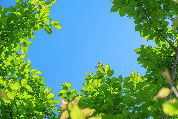 Fresh green leaves with sunny blue sky copy space scene