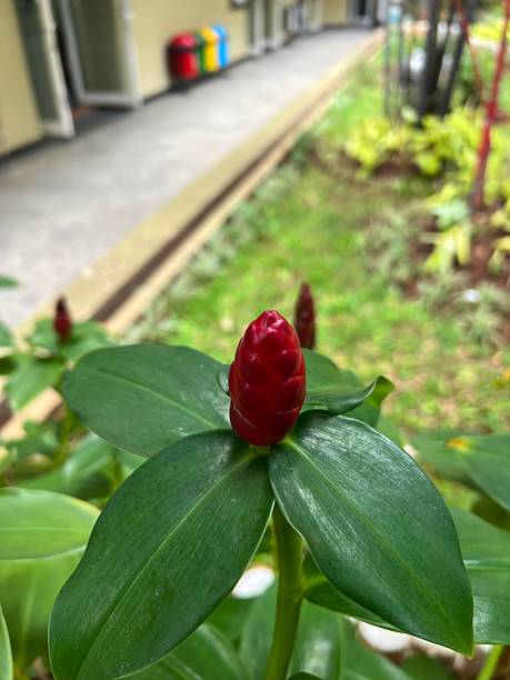 istock The plant in the image is commonly known as Red Button Ginger or Indian Head Ginger, scientifically identified as Costus woodsonii 2224411680