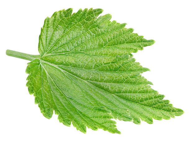 istock Black currant leaves isolated on a white background Clipping Path 2224411783
