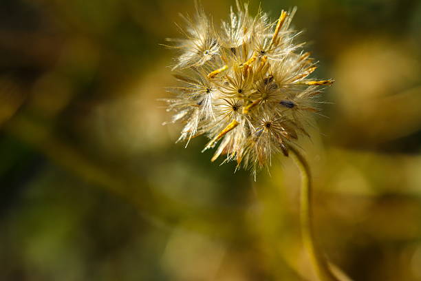 Beautiful flower with detail.