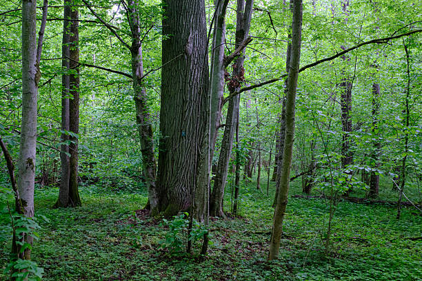 istock Late springtime deciduous forest with fresh green rich trees around 2224414445