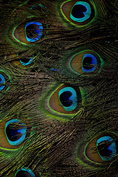 istock Closeup view of peacock feather. 2224418295