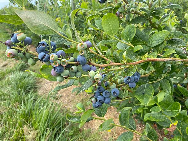 istock A branch of blueberry bush 2224418565