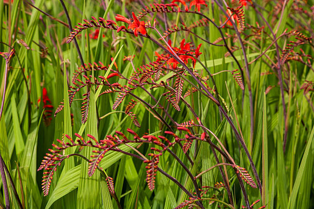 istock Vibrant Red Crocosmia Flowers in Full Bloom 2224422113