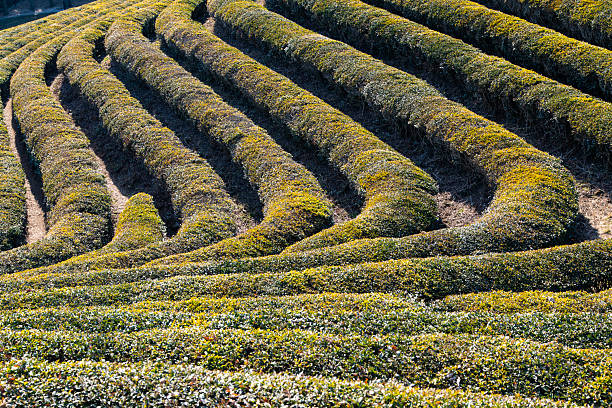 istock green tea farm on the mountain 2224422688