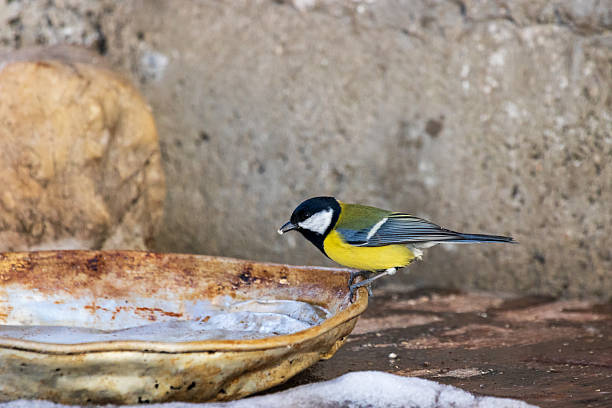 Eurasian blue tit (Cyanistes caeruleus) photographed in Spain