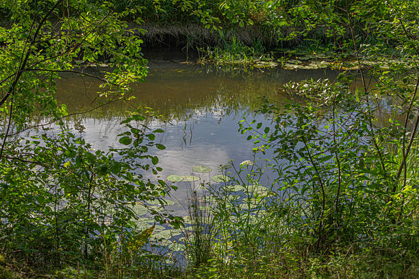istock The small Grabia River in central Poland. 2224424396