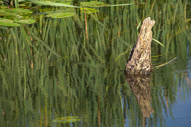 Landscape of the pearl river bayou on the honey island boat tour in Slidell Louisiana.