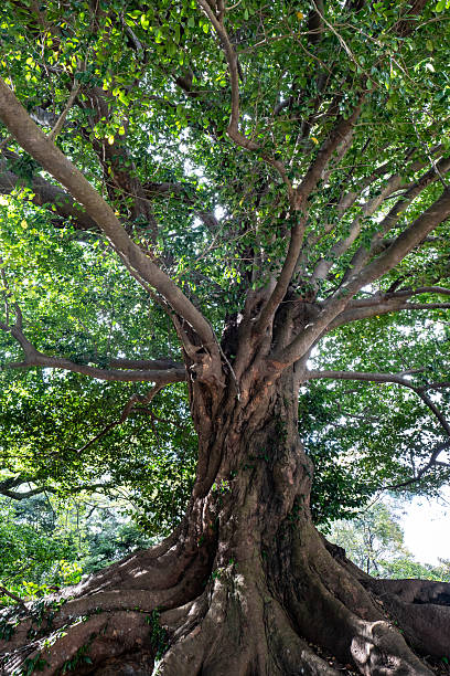 istock A giant tree in a Mystical and beautiful forest 2224425899