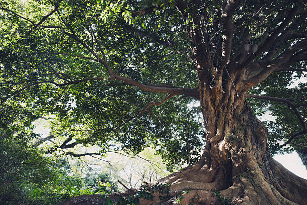 istock A giant tree in a Mystical and beautiful forest 2224425909